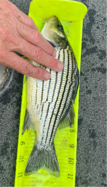 SHAW LADOUX's Yellow Bass 11inch