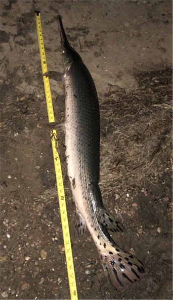 CHRISTOPHER GAUDIAN's Longnose Gar 49inch, 08-02-24