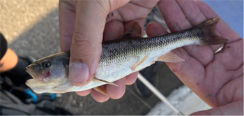 ISAAC YARIAN's Creek Chub 7inch, 09-21-24