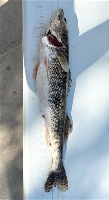 BRENDAN ALSMAN's Sauger 20inch, 10-20-24