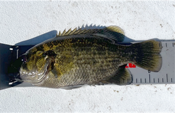 JONATHAN WALSH's Rock Bass 8.15inch, 11-02-24