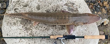 LANDON MEYERS's Shovelnose sturgeon 27inch, 10-31-24