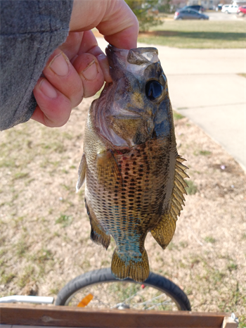 MICHEAL LIDDLE's Rock Bass 8.12inch, 11-08-24