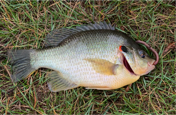 Landon Chase's Redear Sunfish 11inch, 11-08-24