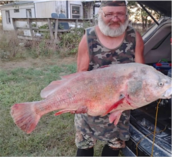 Todd Estabrook's Freshwater Drum 35inch