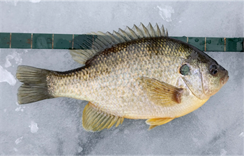 AUBREY AUGUSTIN's Redear Sunfish 11inch, 01-11-25