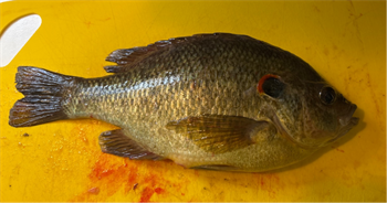 LEVI WAGNER's Redear Sunfish 11inch, 01-24-25