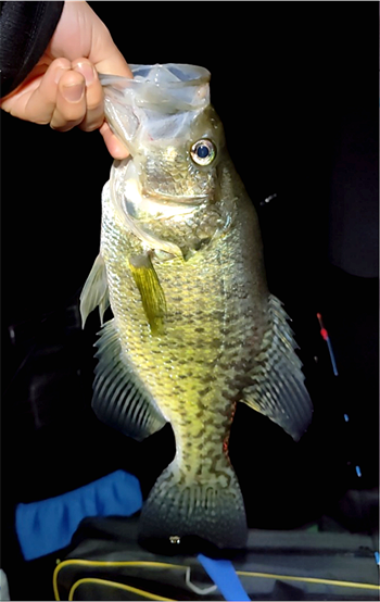 EDILIO ANDRADE's White Crappie 15inch, 01-31-25