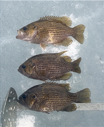 BRETT WAECHTER's Rock Bass 9.5inch, 02-10-25