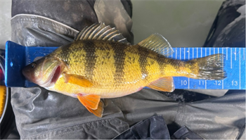 DANNY FARMER's Yellow Perch 12.25inch