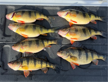 JOSHUA GREENE's Yellow Perch 13inch