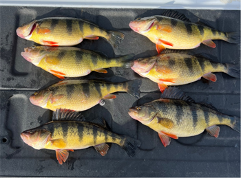 JOSHUA GREENE's Yellow Perch 12inch