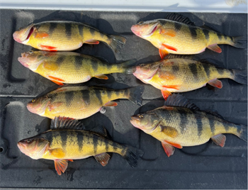 JOSHUA GREENE's Yellow Perch 13inch