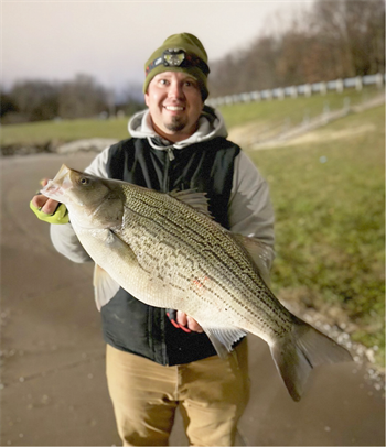 TRAVIS CUTLER's Wiper (Hybrid Striped Bass) 28.5inch