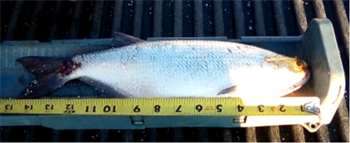ANDRUS Perelman's Goldeye 15inch, 05-06-25