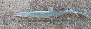 PHILIP ROKER's Longnose Gar 46inch, 07-12-25