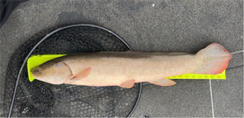 Lucas Lenz's Bowfin 32inch, 10-24-25