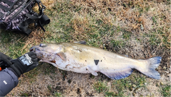 Benjamin Pohlman's Channel Catfish 31inch, 11-09-25