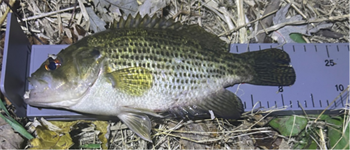 DANNY Farmer's Rock Bass 8.5inch, 11-15-25