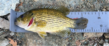 DANNY Farmer's Rock Bass 8.5inch, 11-16-25