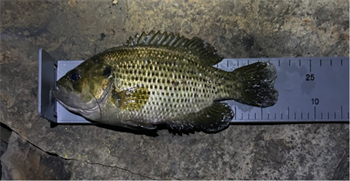 DANNY Farmer's Rock Bass 8.75inch, 11-16-25