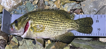 DANNY Farmer's Rock Bass 9.25inch, 11-20-25