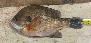 DANNY Farmer's Bluegill 10.25inch