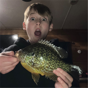BENJAMIN NEWLIN's Pumpkinseed 9.5inch