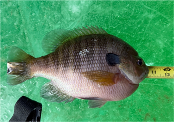Shane Blanchard's Bluegill 10.5inch, 01-25-26