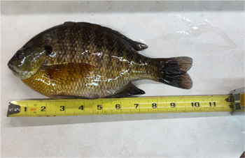 BRYAN ELLIOTT's Bluegill 10inch, 02-03-26