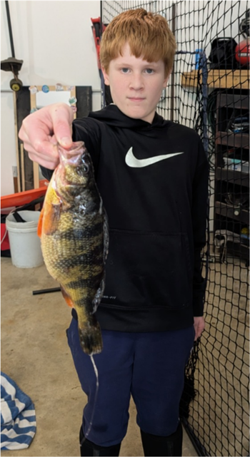 Braxton Dolan's Yellow Perch 13inch