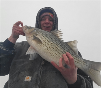 CODY GIBBS's Wiper (Hybrid Striped Bass) 24inch, 02-01-26