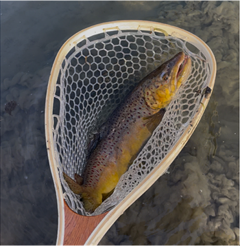 Noah Dixon's Brown Trout 20.75inch, 03-20-26