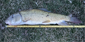 DANNY Farmer's Silver Redhorse 26.75inch, 03-20-26