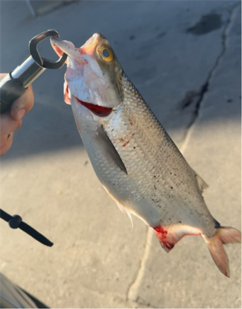 DEVIN PINGEL's Goldeye 17inch, 03-28-26