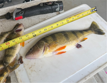 ERIC JOHNSON's Yellow Perch 13.5inch, 03-30-26