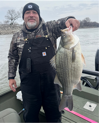 RANDALL BRADY's Wiper (Hybrid Striped Bass) 25.5inch, 04-03-26