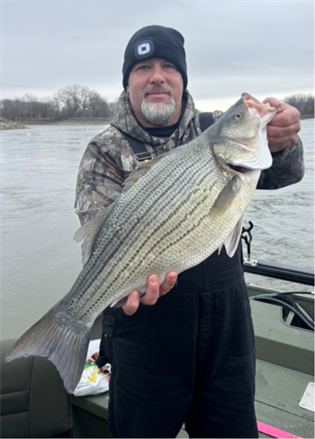 RANDALL BRADY's Wiper (Hybrid Striped Bass) 24.5inch, 04-03-26