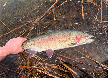 FINLEY NEWMAN's Rainbow Trout 24inch, 04-08-26
