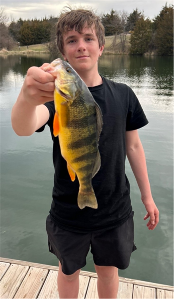 Ryan Stanford's Yellow Perch 14.25inch, 03-30-26