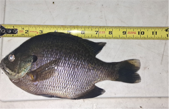 CALEB FONTENOT's Bluegill 10inch, 04-15-26