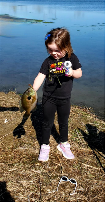 WILLIAM's Bluegill