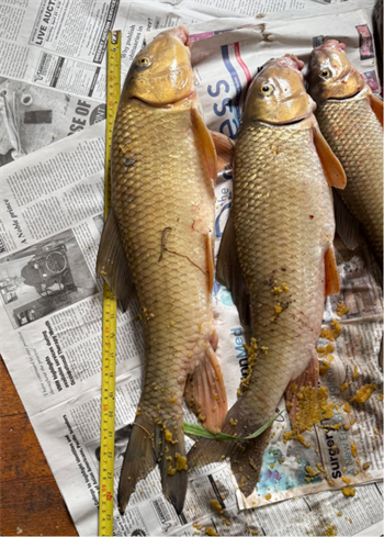 Jeff Thurlow's Golden Redhorse 25inch, 04-27-26
