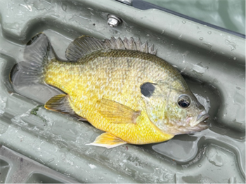 Judah Baker's Green Sunfish 10inch, 05-17-26