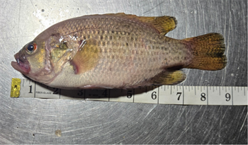 JEREMIAH URBAN's Rock Bass 8.75inch, 05-18-26