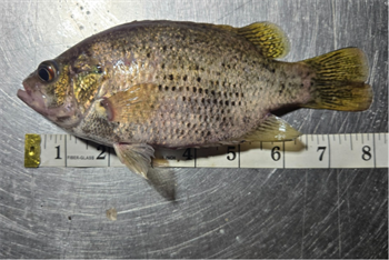 JEREMIAH URBAN's Rock Bass 8inch, 05-18-26