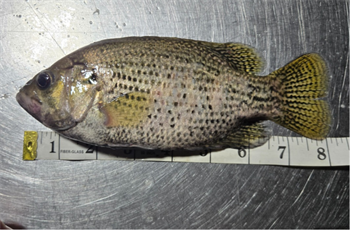 JEREMIAH URBAN's Rock Bass 8.25inch, 05-18-26