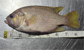 JEREMIAH URBAN's Rock Bass 8.5inch, 05-18-26
