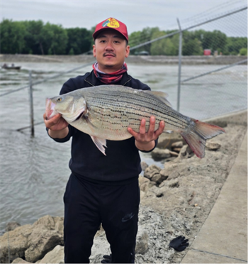 Kong-Meng Lee's Wiper (Hybrid Striped Bass) 27inch, 05-22-26