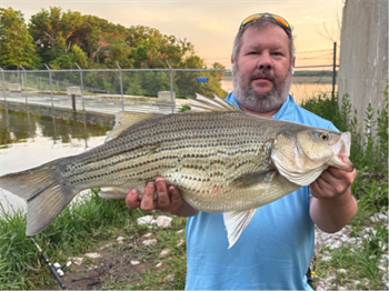 DAVID OGLE's Wiper (Hybrid Striped Bass) 27.75inch, 05-23-26
